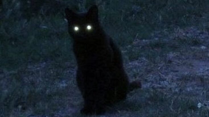 Black cat with glowing white eyes